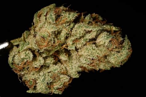 Kuchi Weed Strain Review and Information .